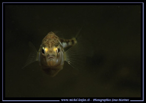 In a small pound not far from home, beautiful encounter w... by Michel Lonfat 